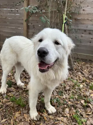 Finn