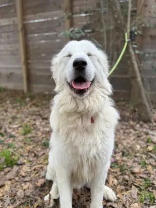 Finn