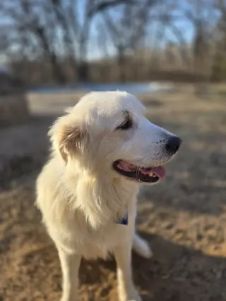 Finn