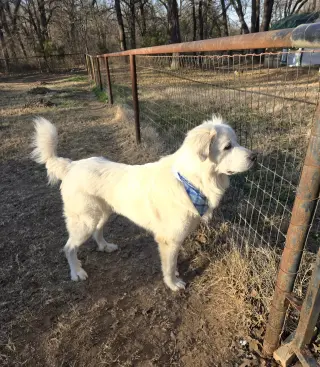 Finn