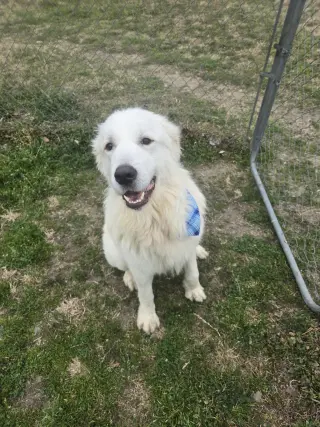 Finn