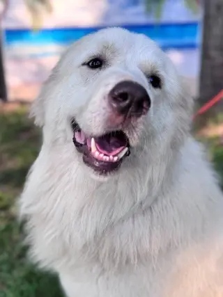 Finn