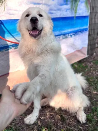 Finn