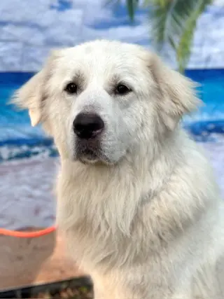 Finn