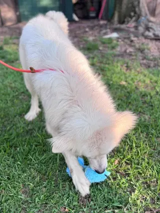 Finn