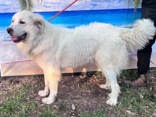 Finn