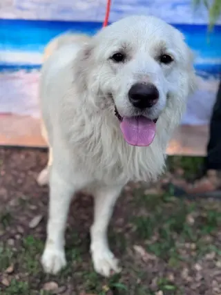 Finn