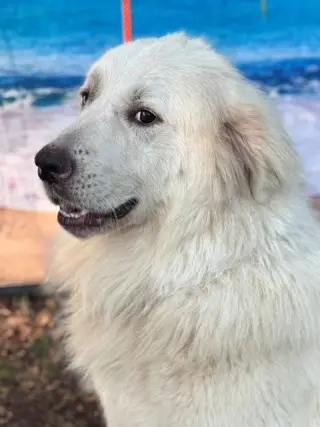 Finn