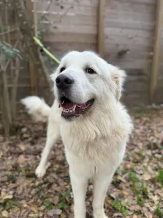 Finn