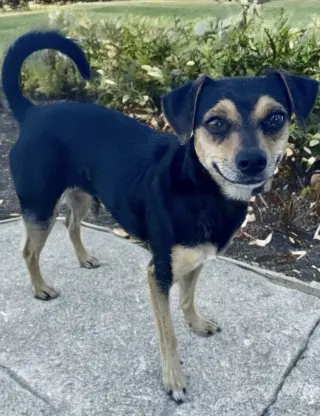 Chico