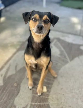 Chico
