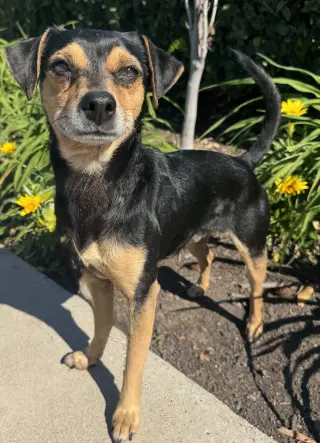 Chico