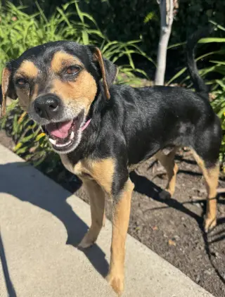 Chico
