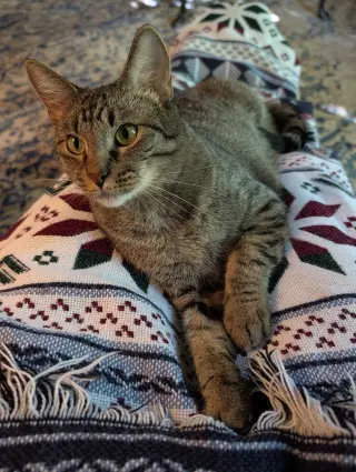 Willow