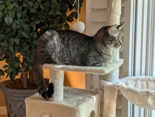 Willow