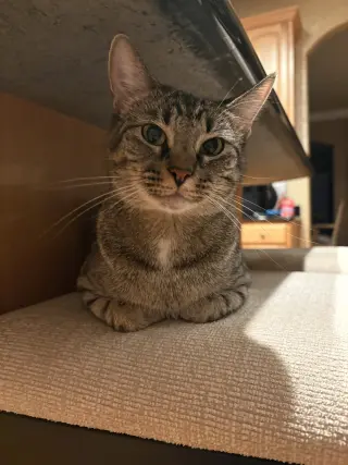 Willow