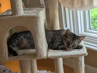 Willow