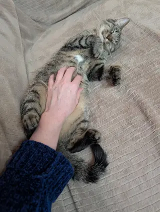 Willow