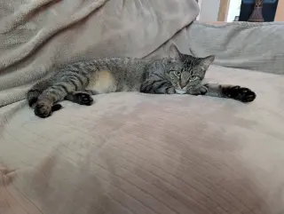 Willow