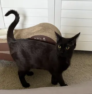 Noir