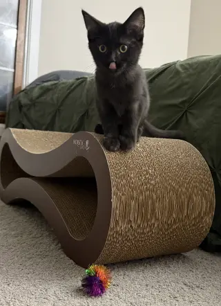 Noir