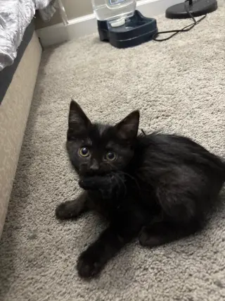 Noir