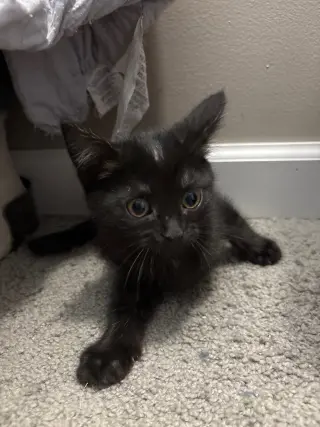 Noir