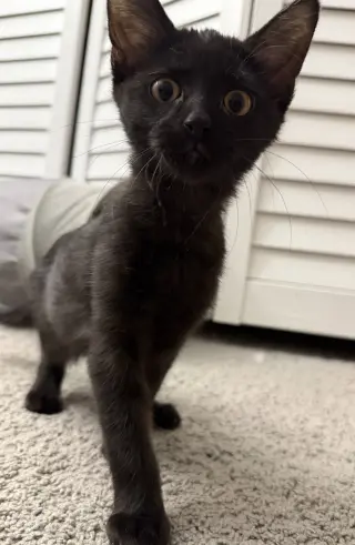 Jet