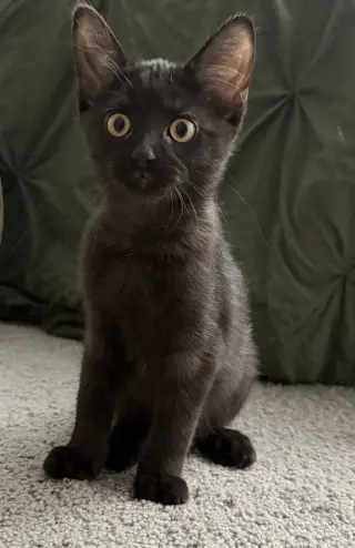 Jet