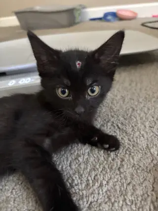 Jet