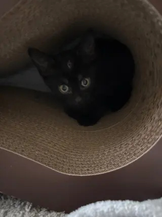 Jet