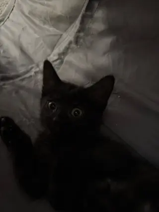 Jet