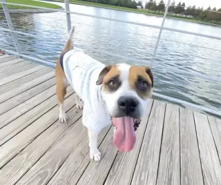 Buddy