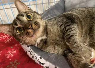 Pebbles
