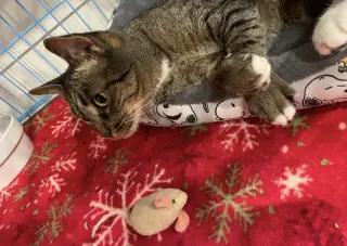 Pebbles