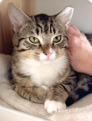Trinket & Tchotchke - twin tabby kittens