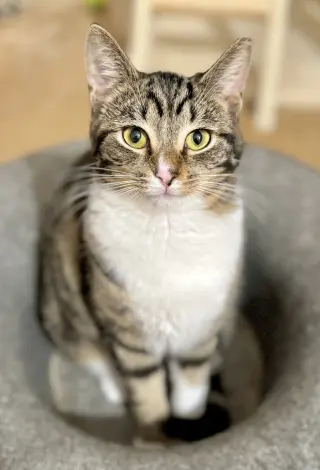 Trinket & Tchotchke - twin tabby kittens