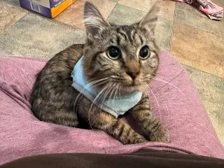 SAMWISE #1755n - Offered by Owner - Young Female
