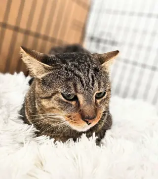 Sammy