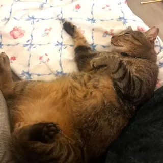 Sammy