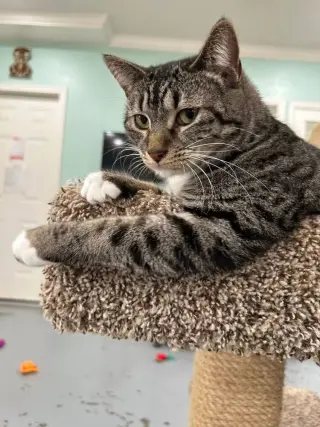 Kiara
