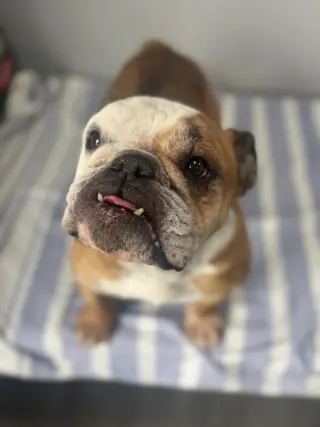 Lola