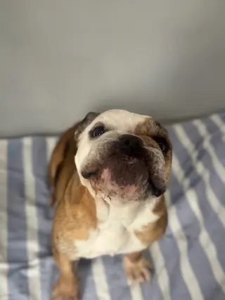 Lola