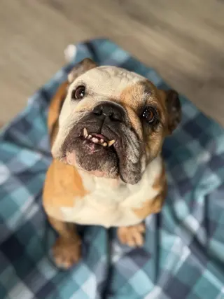 Lola