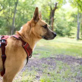 Handsome Beauregard
