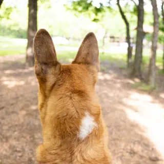 Handsome Beauregard