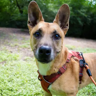Handsome Beauregard
