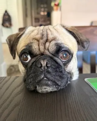 Perry