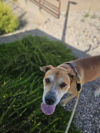 Sampson (Courtesy post)