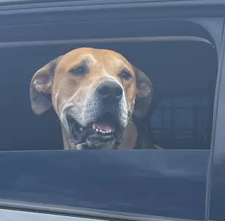 Sampson (Courtesy post)